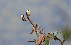 Collared Falconet